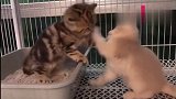 两个小猫咪之间的斗争，萌萌的战斗太好看了！