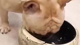 狗子：等我把狗粮吃完后再来啃爪子！