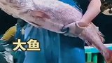 渔民捕获箱鮸鱼，笑容满面，发财在望