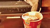 主人吃泡面气猫咪，下一秒被猫咪教育