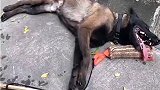 无言的军犬，一场任务下去，累成这样毫无怨言！