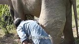 大象后腿肿起一个大包，人们成功救治后，它竟然流下感激的泪水