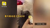 主人投食榴莲，结果猫咪变影帝
