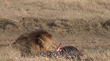为何雄狮反目成仇？将母狮“脊梁骨”咬瘫痪，画面太残忍了!