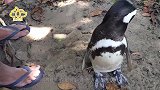 知恩图报的企鹅，每年六月份游回来，探望自己的恩人