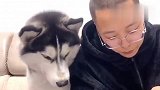 主人让哈士奇帮忙咬开核桃，转身去给金毛吃，二哈-这是人干的事