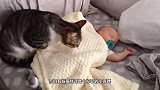 宝宝一口含住猫咪尾巴，猫咪正想发怒，回头见是小主人秒变初恋脸