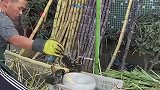 高手在民间，这位福建大叔切甘蔗的技术，真是厉害！