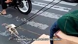 鸡拉的车见过吗印度小哥拉风座驾，网友这鸡吃啥长大的