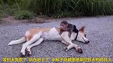 小猴子缠着大狗撒娇卖萌，大狗也对小猴子充满爱心，太和谐了