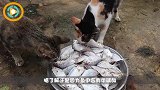 喜欢吃鱼的猫咪，从来不会卡鱼刺，是消化了吗