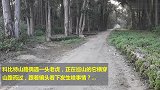山路偶遇一只老虎，躲进林子发起攻击，太精明了
