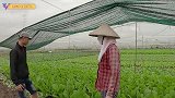 菜农不敢收菜只因毒蛇为患，小伙冒险拨开菜叶寻蛇除隐患