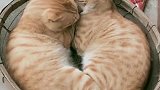 七夕节快到了，猫咪也知道秀恩爱！