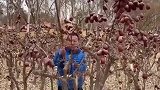 第一次来农村，见识到枣是怎么摘下来的，涨知识了