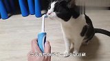 主人：过来试试这电动牙刷，老贵了！猫：这是什么妖怪？