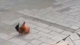 天下之大无奇不有大公鸡踢蓝球