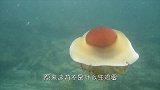 女子野外偶遇奇怪生物正在挖洞，准备上前查看，却立马被朋友制止