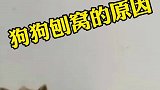 你知道小狗睡觉前刨窝是什么原因吗？