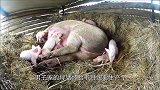 老母猪怀胎十月，竟诞下一头“小金猪”来，天上掉下块大馅饼