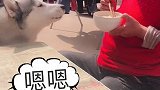 二哈跟姥姥的日常