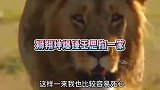 鬣狗在狮子面前不堪一击，只能逃跑，可惜幼崽跑不掉