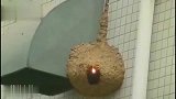 农村小伙用激光笔远程操控烧了马蜂窝，实在是太有创意了