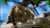 狂野地球：狐猴捕蝉，一口一只神乎其技