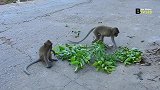 第一次看见猴子捉迷藏，大猴子被戏弄得一愣一愣的，艾米丽太可爱