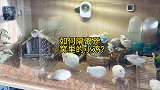小鸡莫名干架！挨揍受伤