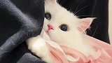 家里来了陌生人只会往怀里钻的社恐小猫