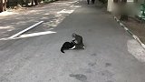 黑猫与狸猫厮斗，左右开弓！黑猫被打趴下，直到另一狠角色出现