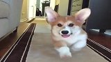大耳朵柯基犬来袭，跑起来的样子好像小飞象