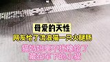 网友给了流浪猫一只火腿肠，猫妈妈将火腿肠给了小猫