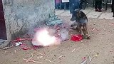 今天总算知道啥叫狗胆包天，这狗是练金钟罩了