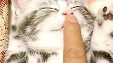 狸花猫：这简直就是失眠患者的福音啊，拍一拍就能睡着了！