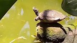 小龟在晒太阳做瑜伽奇妙的动物