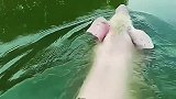 猪还会游泳