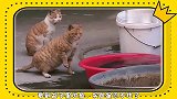 猫咪：鱼儿被水淹了，我只是想解救它！