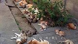 男子为了驱蚊在院内种植猫薄荷，怎料早上出门，就“摊上事儿”了