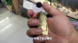 22厘米食人鱼被生撕两半，鱼肉被吃可见内脏，猛鱼暴动抢食难控