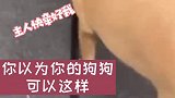 想象中的狗子和现实中的狗子～家有爱宠，出门一定记得牵绳子哦～