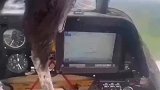 飞机在空中撞鸟了，飞行员是怎么处理的呢