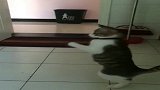 猫咪你这是在打架还是在跳舞呀，主人我真的看不懂