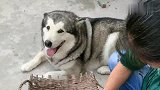 奶奶又给洛洛安排上了，这家伙满眼都是鸡，唯恐主人跟它抢