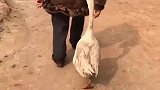 大鹅：吃完午饭陪奶奶逛街去了！