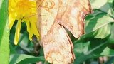 粱祝情真千古颂，彩蝶恋花古到今