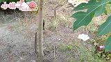 田野寻宝：今天又是收获满满的一桶奥特曼呢，大自然真是太神奇了