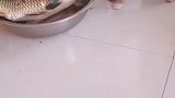 狗子：鱼兄你别怕，有我在这没有谁敢动你！