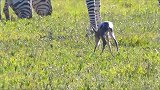 可恶的斑马踢飞小瞪羚